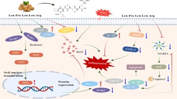 안티에이징 펩타이드 효과와 피부 개선
(Anti-aging peptide effects and skin improvement)