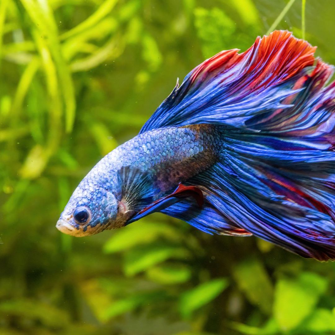 알록달록 예쁜 어항 물고기 키우기
(Colorful pretty aquarium fish raising)