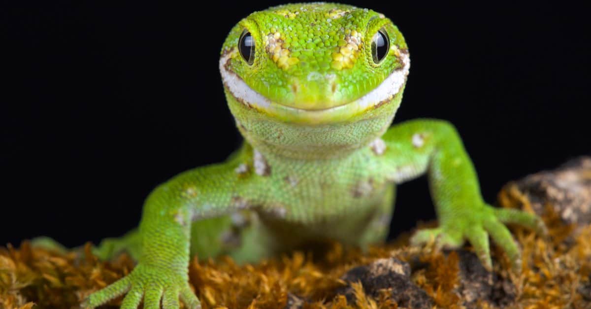 애완 도마뱀 수명: 종류별 기대 수명
(Pet lizard lifespan: Expected lifespan by species)