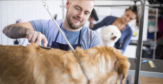 오늘 영업하는 애견 미용실 찾기 (Pet grooming open today)