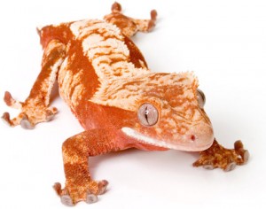 중간 크기 애완 파충류 선택 가이드
(Junggan keugi aewan pachungnyu seontaek gaideu)
(Medium sized pet reptile selection guide)