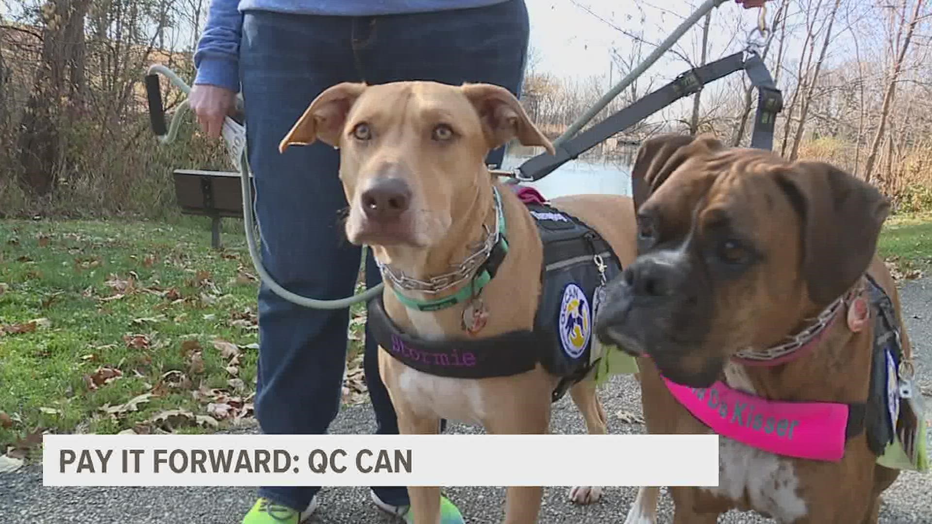 쿼드 시티즈 테라피 도그 찾기 (Therapy Dogs Quad Cities)