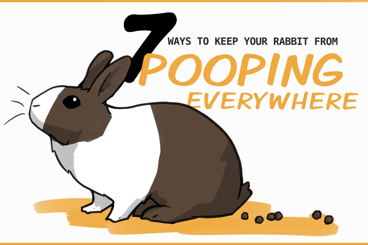 토끼 배변 훈련 완벽 가이드: 깨끗한 집 만들기
(Rabbit potty training perfect guide: Make a clean house)