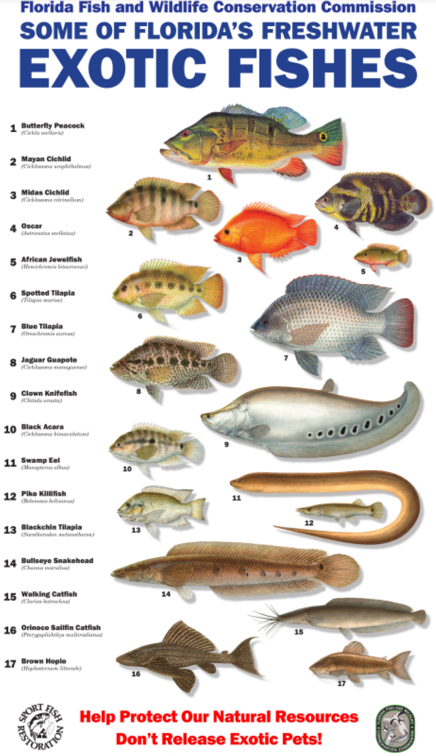 특이한 민물 관상어 키우기 팁
(Unique freshwater aquarium fish raising tips)