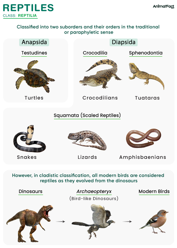 파충류 동물 종류와 특징 알아보기 (Are Reptile Animals)