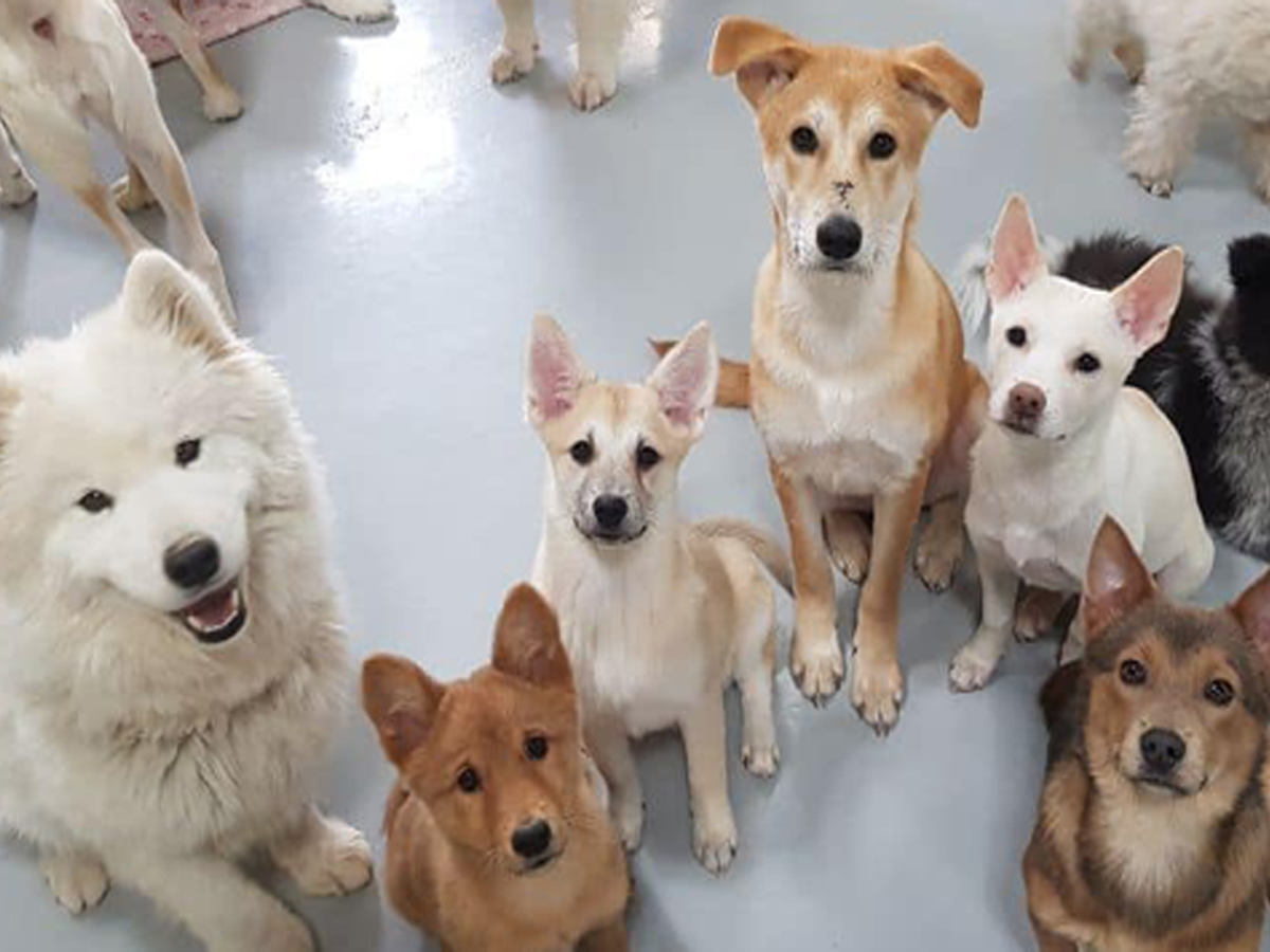 한국 강아지 입양: 서울 부산 대구
(Korean Dog Adoption: Seoul Busan Daegu)