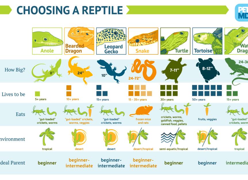 활동적인 애완 파충류 선택 가이드
(Hwaldongjeokin aewan pachungnyu seontaek gaideu)
(Active pet reptile selection guide)