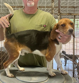 훈련된 토끼 사냥 비글 분양합니다
(Trained rabbit hunting beagles for sale)