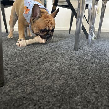 137 Ave 애견 미용 전문샵 | Pet Grooming