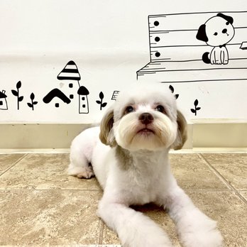 8th Street 강아지 미용 전문 (Dog Grooming 8th Street)