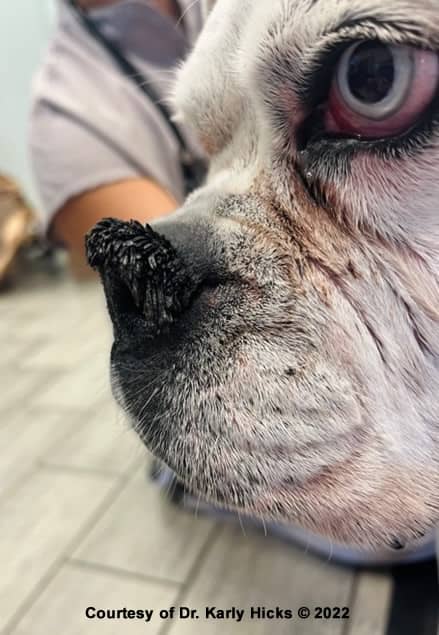 강아지 과각화증 치료 방법 (Hyperkeratosis Treatment Dogs)