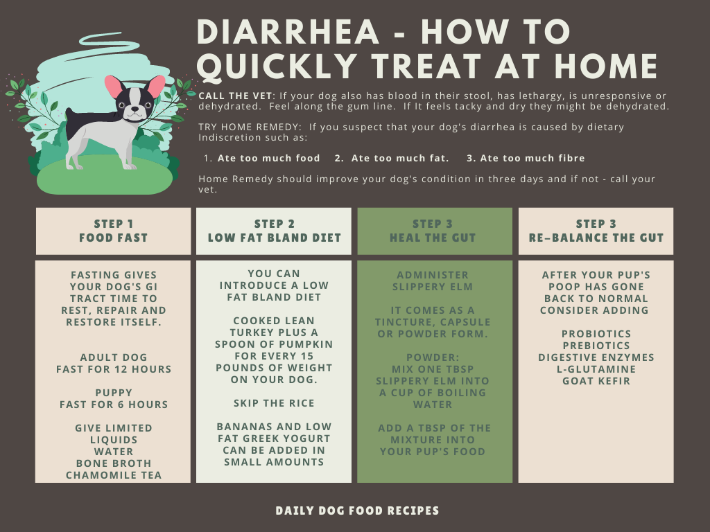 강아지 설사 원인과 해결방법 (In Dogs Diarrhea)