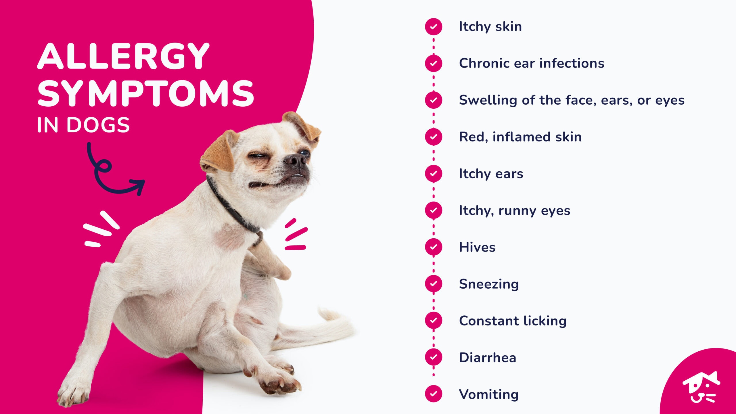 강아지 알레르기 사진: 증상과 원인 보기
(Dog allergies pictures: See symptoms and causes)