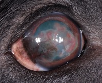 강아지 판누스 치료법 (pannus treatment dogs)