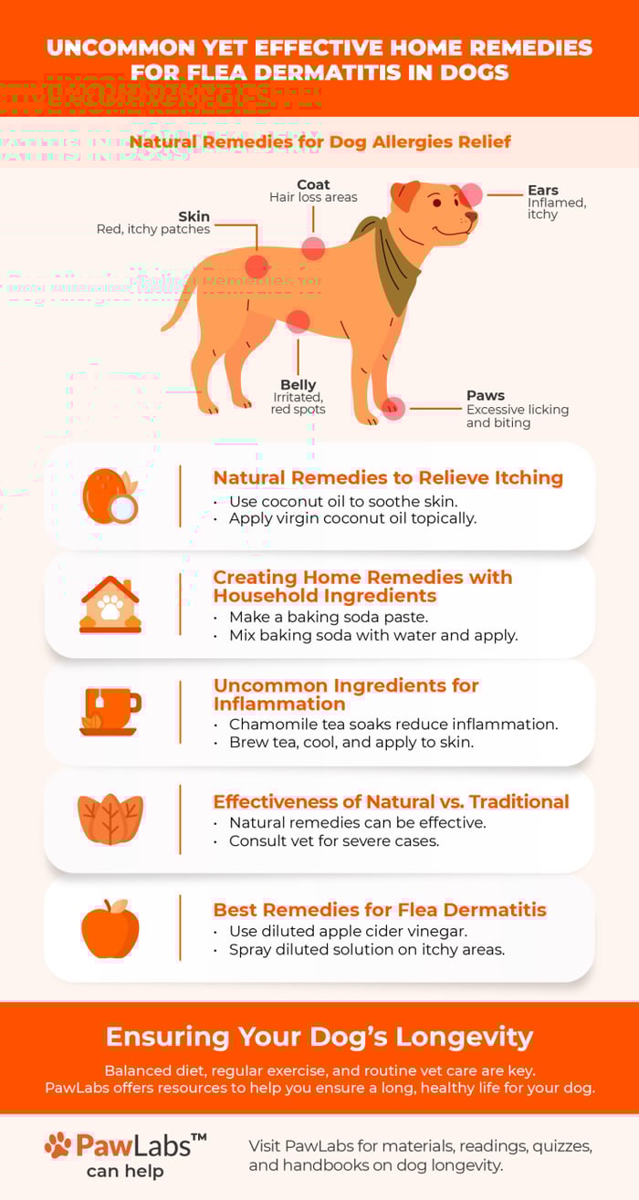 강아지 피부염 치료 방법 (Dermatitis Treatment Dogs)