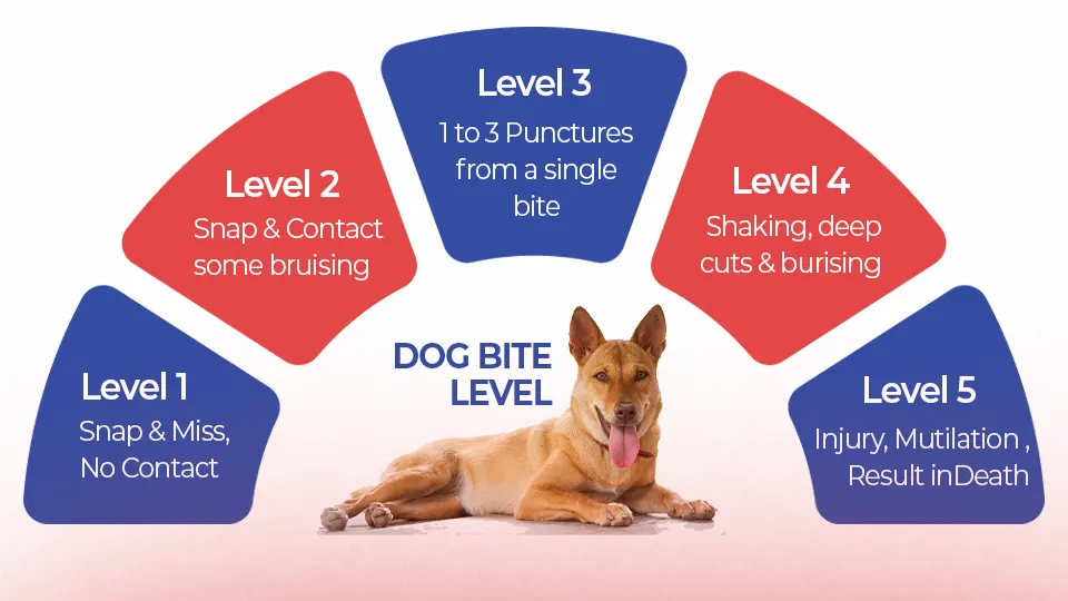 개 물림 치료 방법 및 응급 처치
(Dog bite treatment method and first aid)