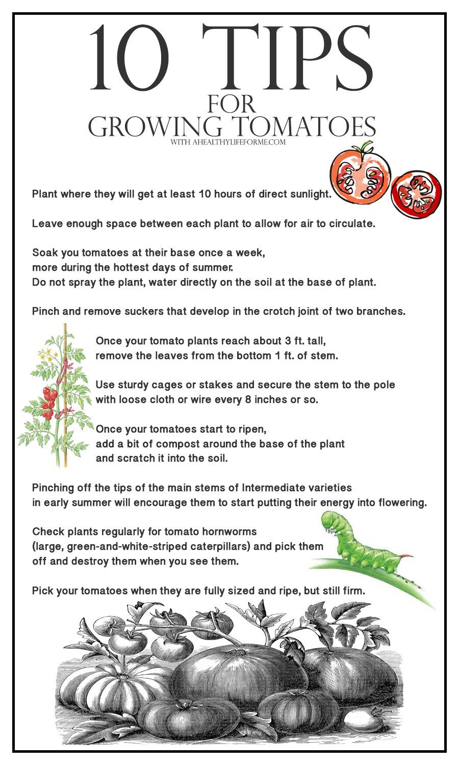 고양이 싫어하는 집 식물 키우기 팁
(goyangi silh-eo haneun jib singmul kiugi tip)
Translation: Tips for Growing House Plants Cats Hate