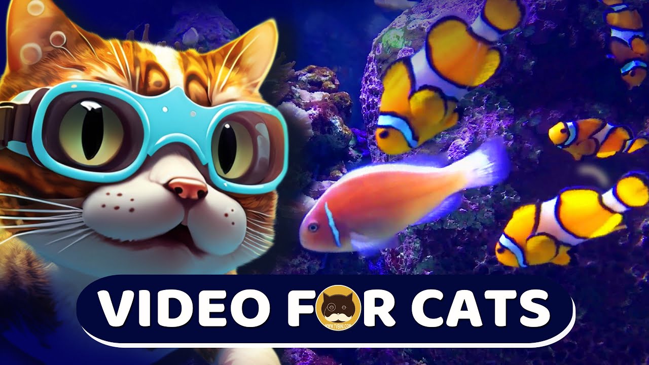 고양이를 위한 수족관 물고기 영상 (Aquarium fish video for cats)