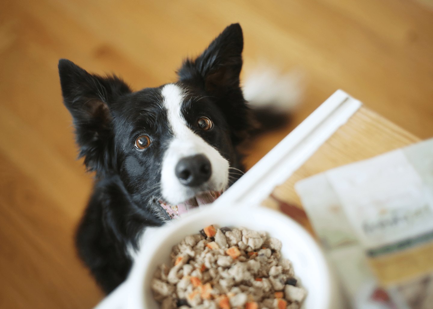 내 근처 강아지 사료 직업
(nae geuncheo gangaji saryo jibeop)
(dog food jobs near me)