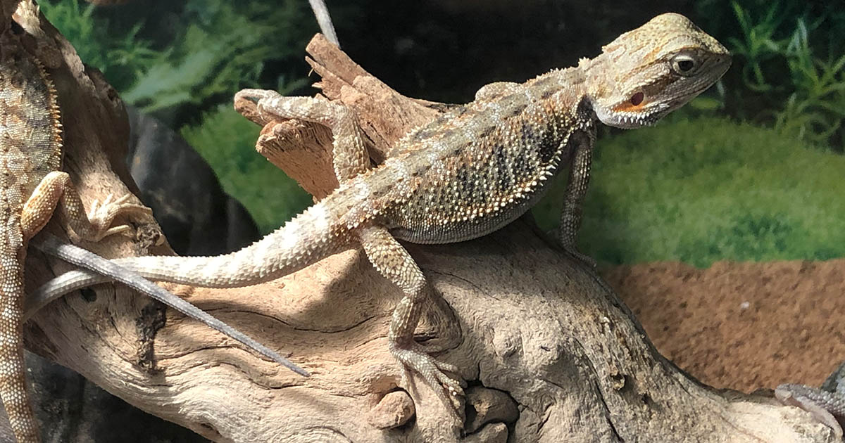 다양한 애완 파충류 종류 알아보기 (Different Types of Pet Reptiles)