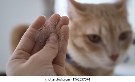 동물 비듬 뜻 타밀어로: animal dander meaning in tamil