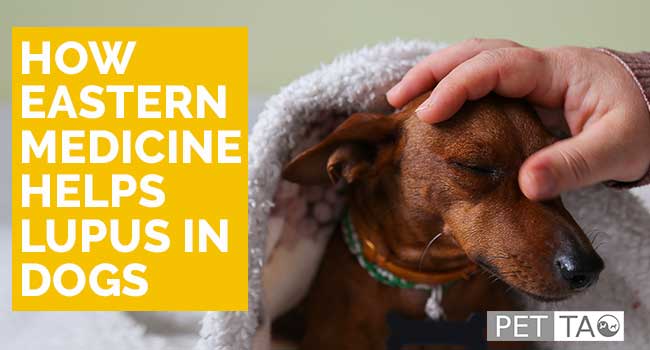 루푸스 치료견: 도움과 정보 (Lupus treatment dogs: Help and information)