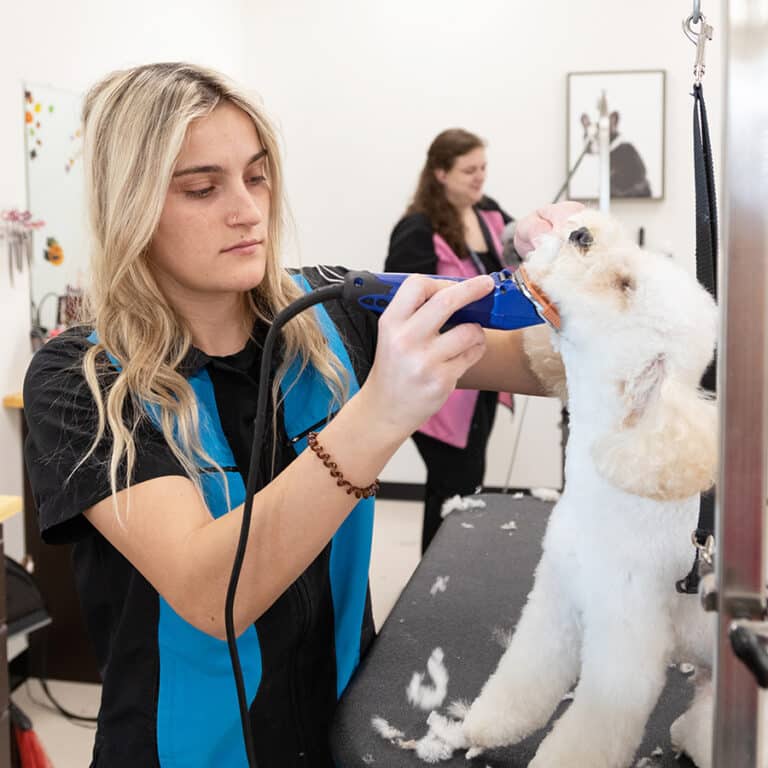 애견 미용 견습생 모집 (Pet Grooming Apprenticeship)