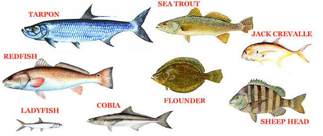 어항 물고기 가이드: 초보자를 위한 안내
(Aquarium Fish Guide: Beginner’s Guide)