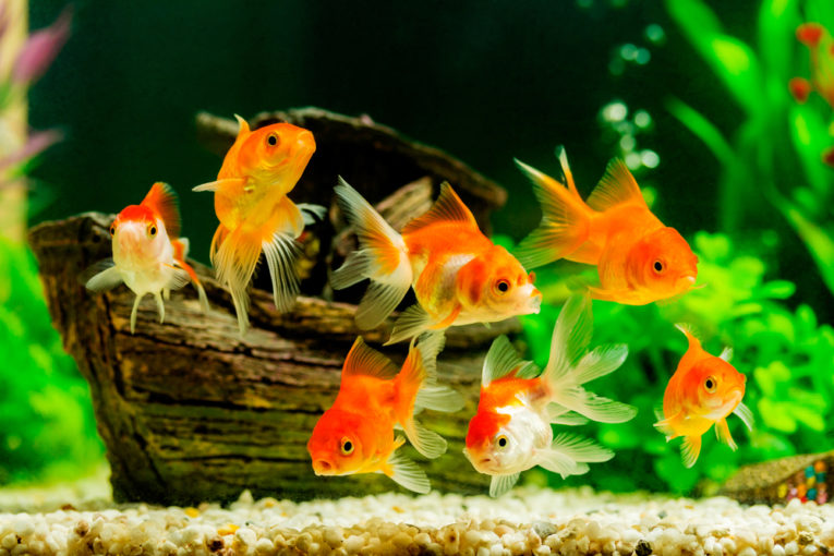 어항 물고기 키우기 초보 가이드 (Aquarium Fish Keeping)