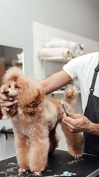 유타 애완동물 미용 학교 (Utah School of Pet Grooming)