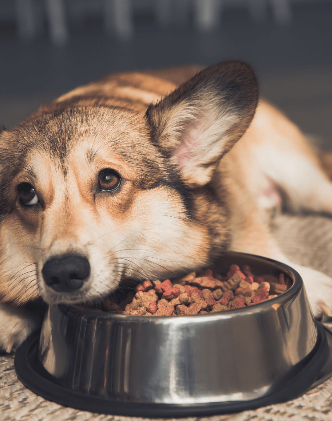 입맛 까다로운 강아지 사료 (dog food for picky eaters)