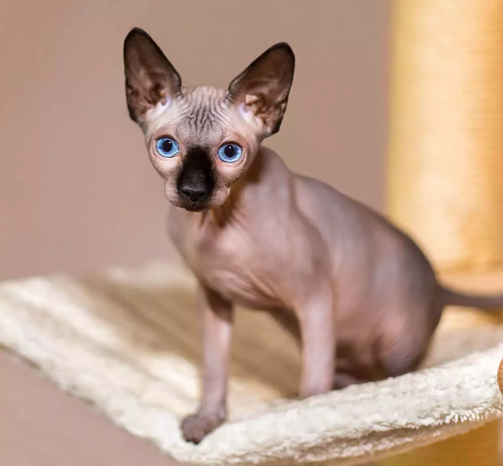 저자극성 고양이 사료란 무엇인가? (What is hypoallergenic cat food?)