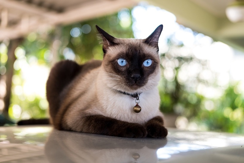 최고의 고양이 사료는 무엇일까?
(What is the best cat food?)
