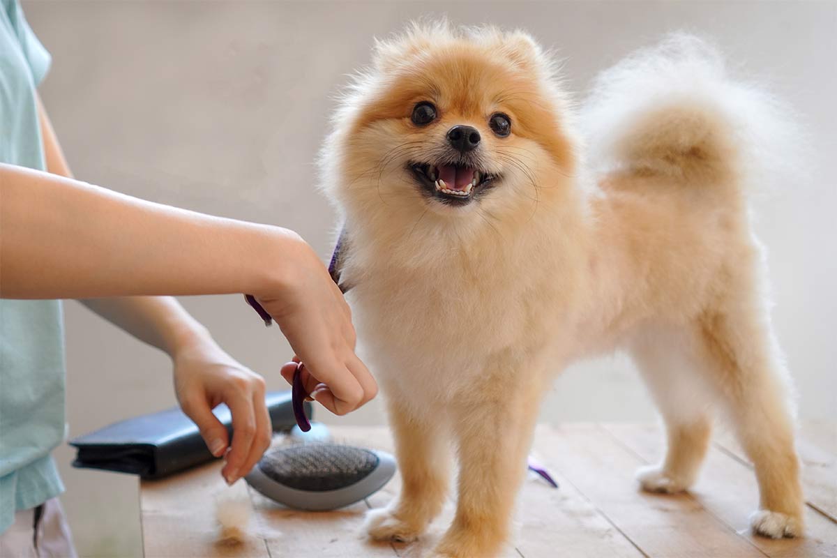 최고의 반려동물 미용 (Amazing Pet Grooming)