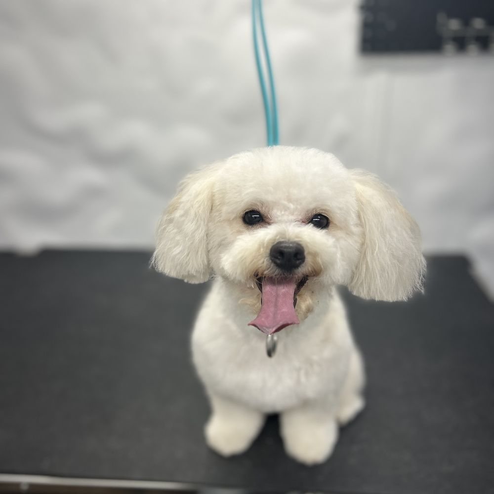 트레이시 애완동물 미용 전문 pet grooming tracy ca