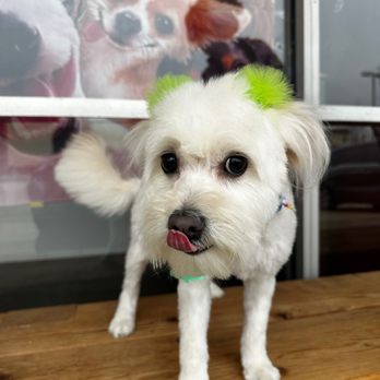 Los Rios Pet Grooming 전문 케어