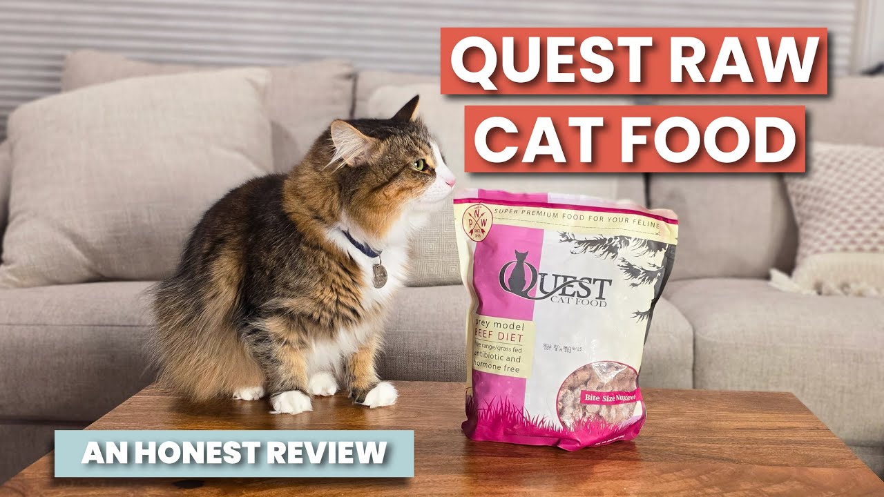Quest 생식 고양이 사료: 최고의 선택
