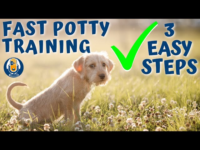 2주 강아지 배변 훈련 방법 (How to potty train a 2 week old puppy)