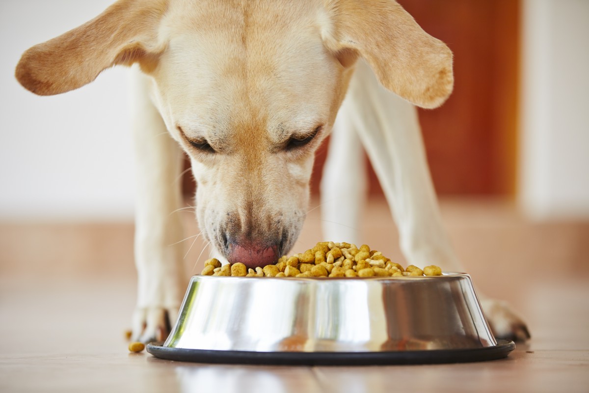 강아지 사료 곡물 포함 영양식
(Puppy dog food with grain nutrition)