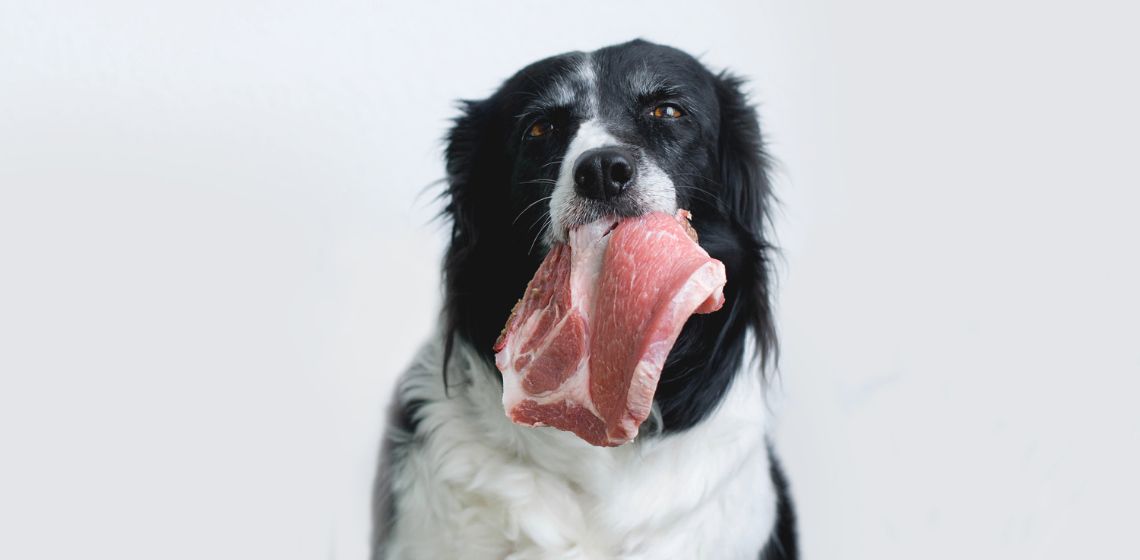 강아지 살모넬라 감염 치료 방법 (Salmonella Treatment Dogs)