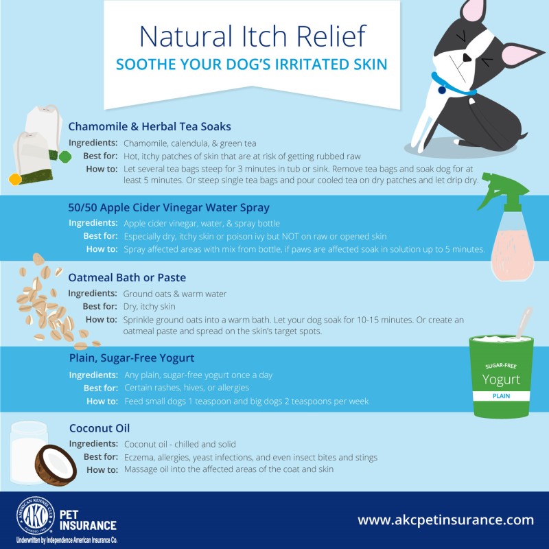 강아지 알레르기 도움 및 해결 방법
(Dog allergies help and solutions)