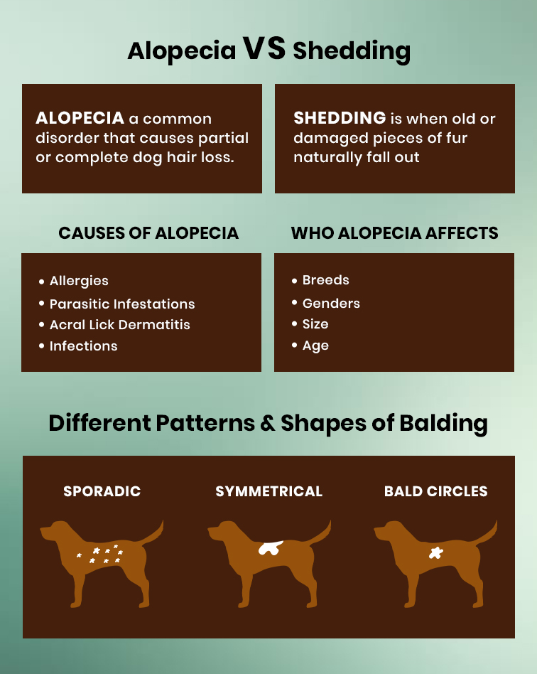 강아지 알레르기 탈모 해결방법 (Dog allergies hair loss solutions)