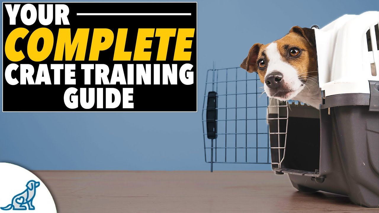 강아지 크레이트 훈련 비디오 가이드
(Puppy crate training video guide)