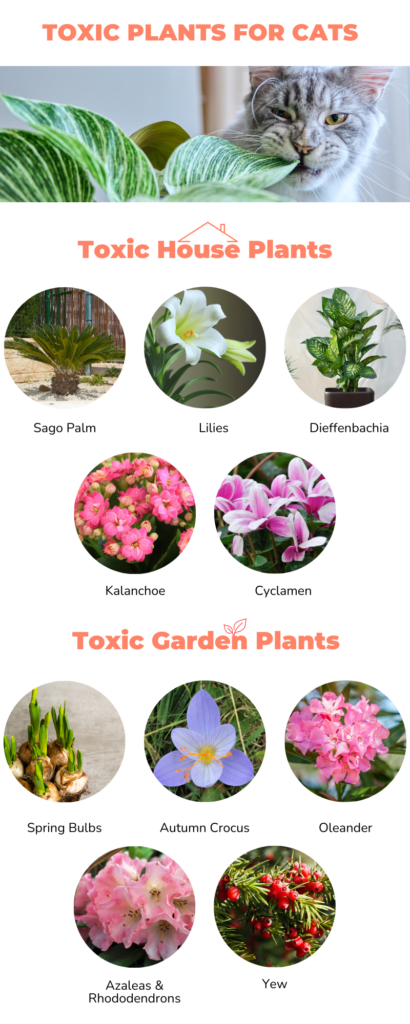 고양이에게 위험한 실내 식물
(goyangiege wiheomhan silnae singmul) – Dangerous houseplants for cats