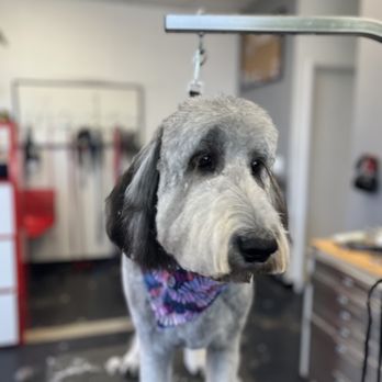 롱비치 애견미용 전문샵 펫 그루밍
(Long Beach Pet Grooming Professional Shop)
