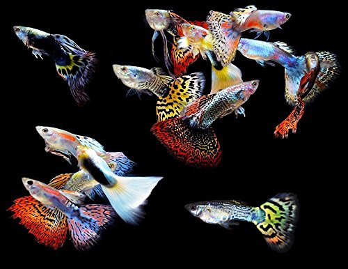 살아있는 수족관 물고기 판매 | 최저가 보장
(Live aquarium fish sale | Lowest price guarantee)
