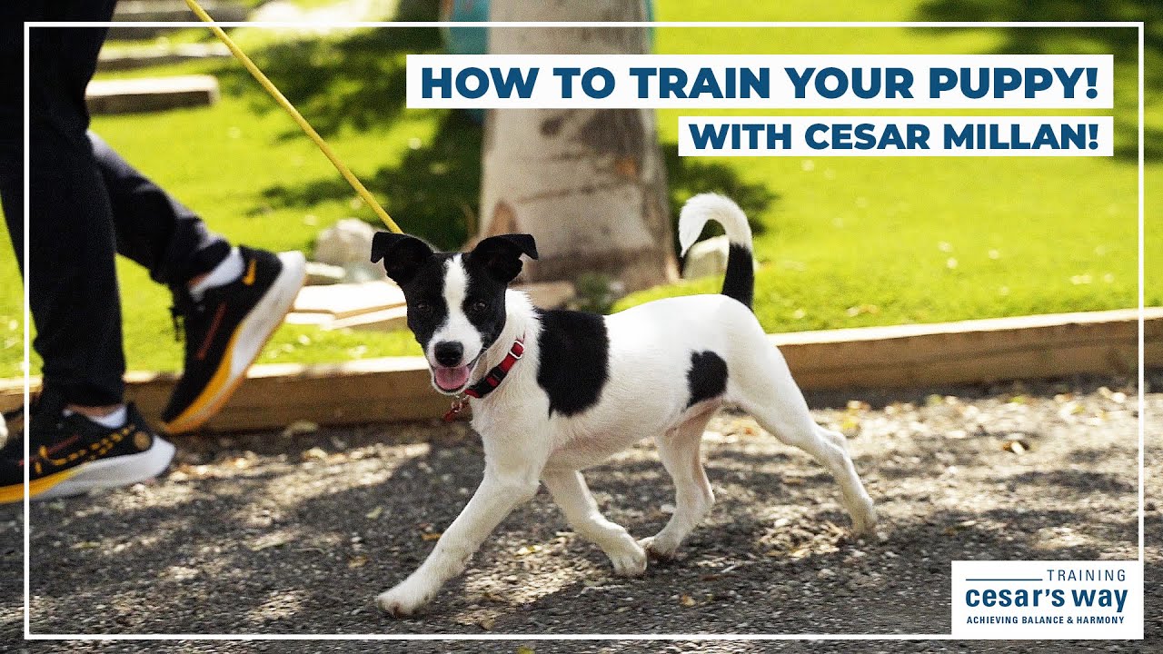 시저 밀란 강아지 배변 훈련법
(Caesar Millan puppy potty training method)