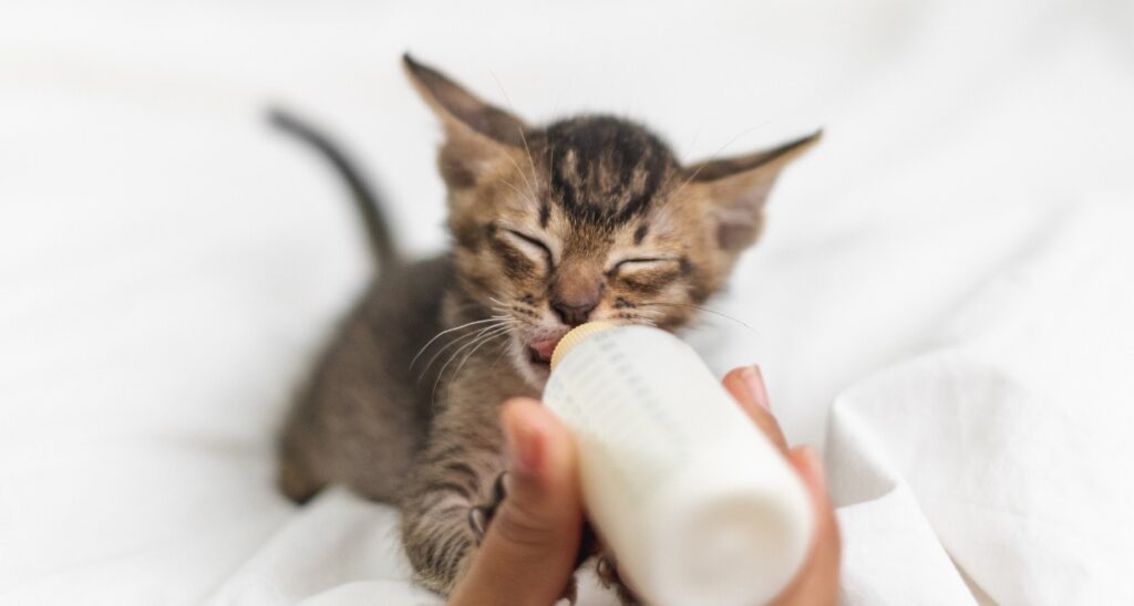 아기 고양이 사료: 건강한 성장을 위한 선택 (Kitten Cat Food)