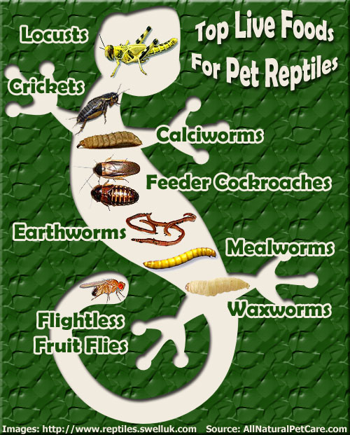 최고의 반려 파충류 사료 (Pet Reptile Food)