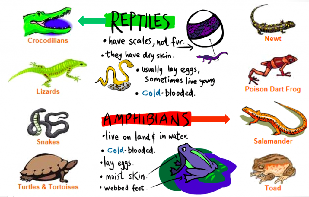 파충류 7가지 특징 알아보기 (7 characteristics of reptiles)